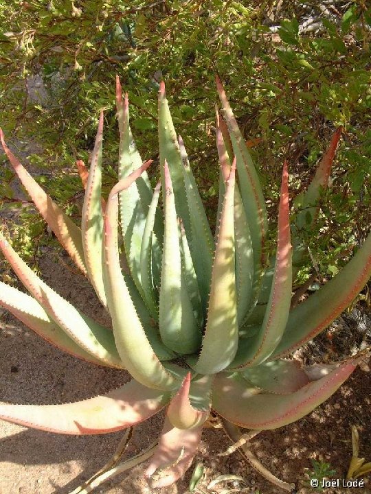 Aloe gerstneri ©JL